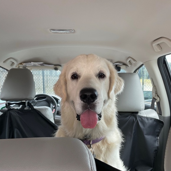 Meet your Posher, Sara - Picture 3 of 4